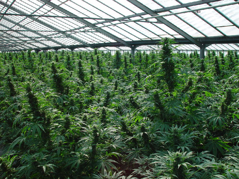 Legal Cannabis grow.