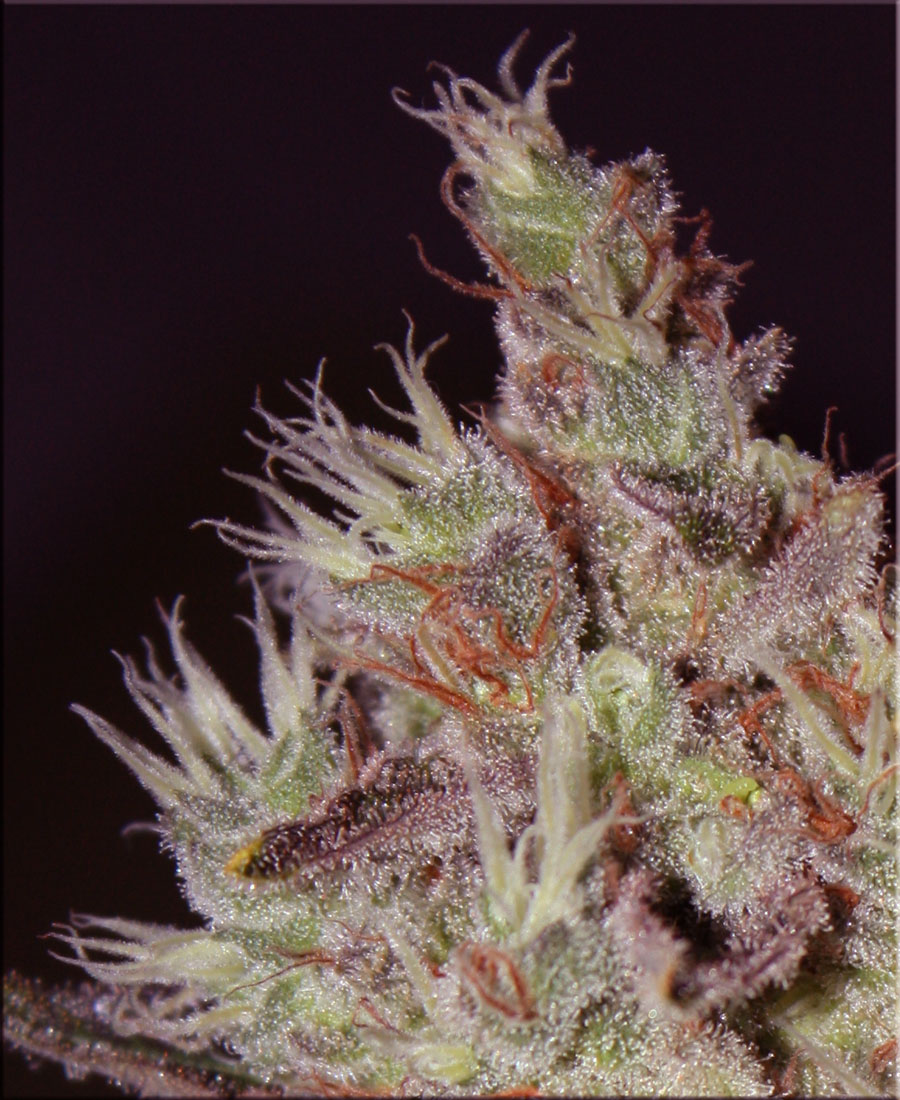 Macro picture of Black Russian, an special indica strain from Delicious Seeds.