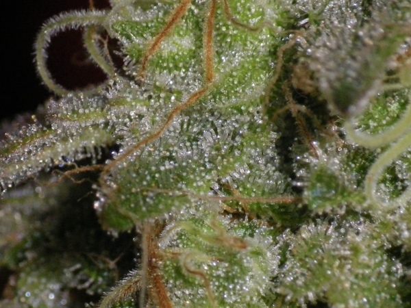 Macro pic of a bud of Black Russian, from Delicious Seeds.