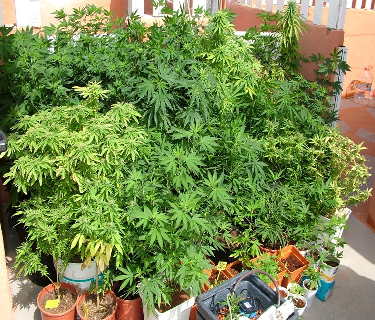 Cannabis grow with plants in all the stages of the culture.