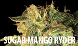 Sugar Mango Ryder
